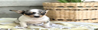 Rosie