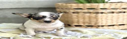 Chihuahua dogs for sale: Rosie - Ad 1