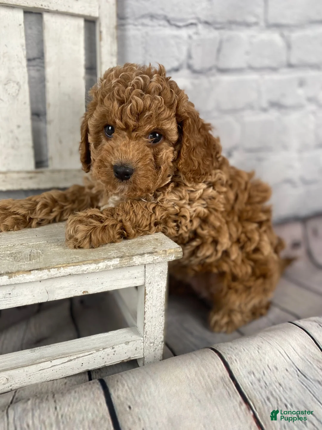 Cavapoo dogs for sale: Gracie - Ad 2