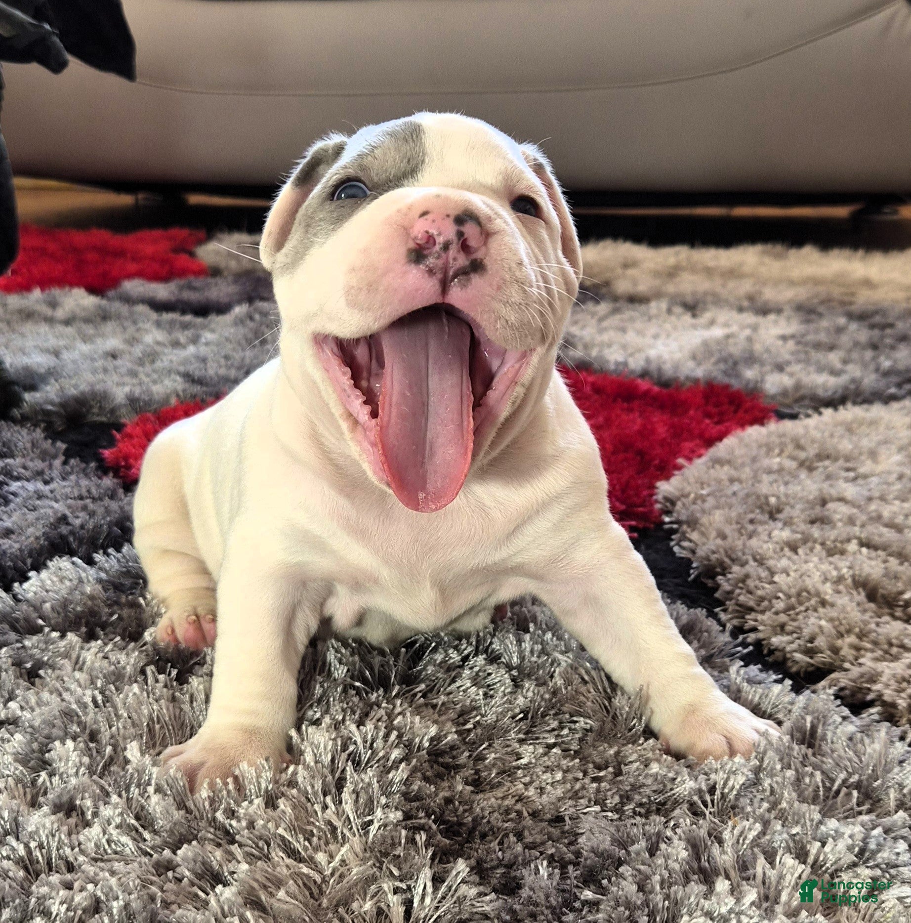 Mixed Breed dogs "WOLVERINE" WHITE MERLE - Ad 13