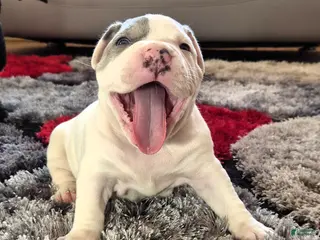 Mixed Breed dogs "WOLVERINE" WHITE MERLE - Ad 17