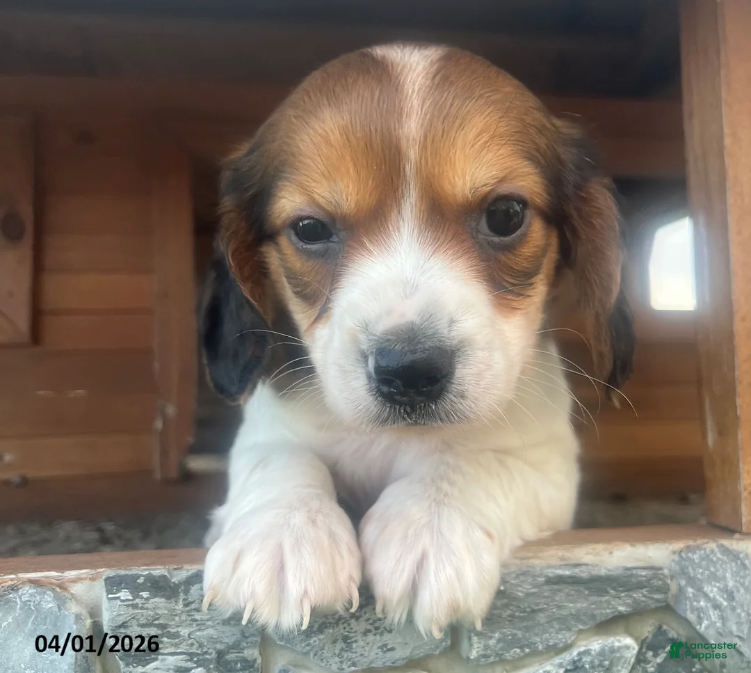 Miniature Dachshund dogs for sale: Moose - Ad 2