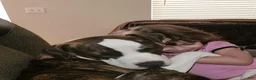 American Staffordshire Terrier dogs for sale: American Staffordshire Terrier 2 - Ad 27