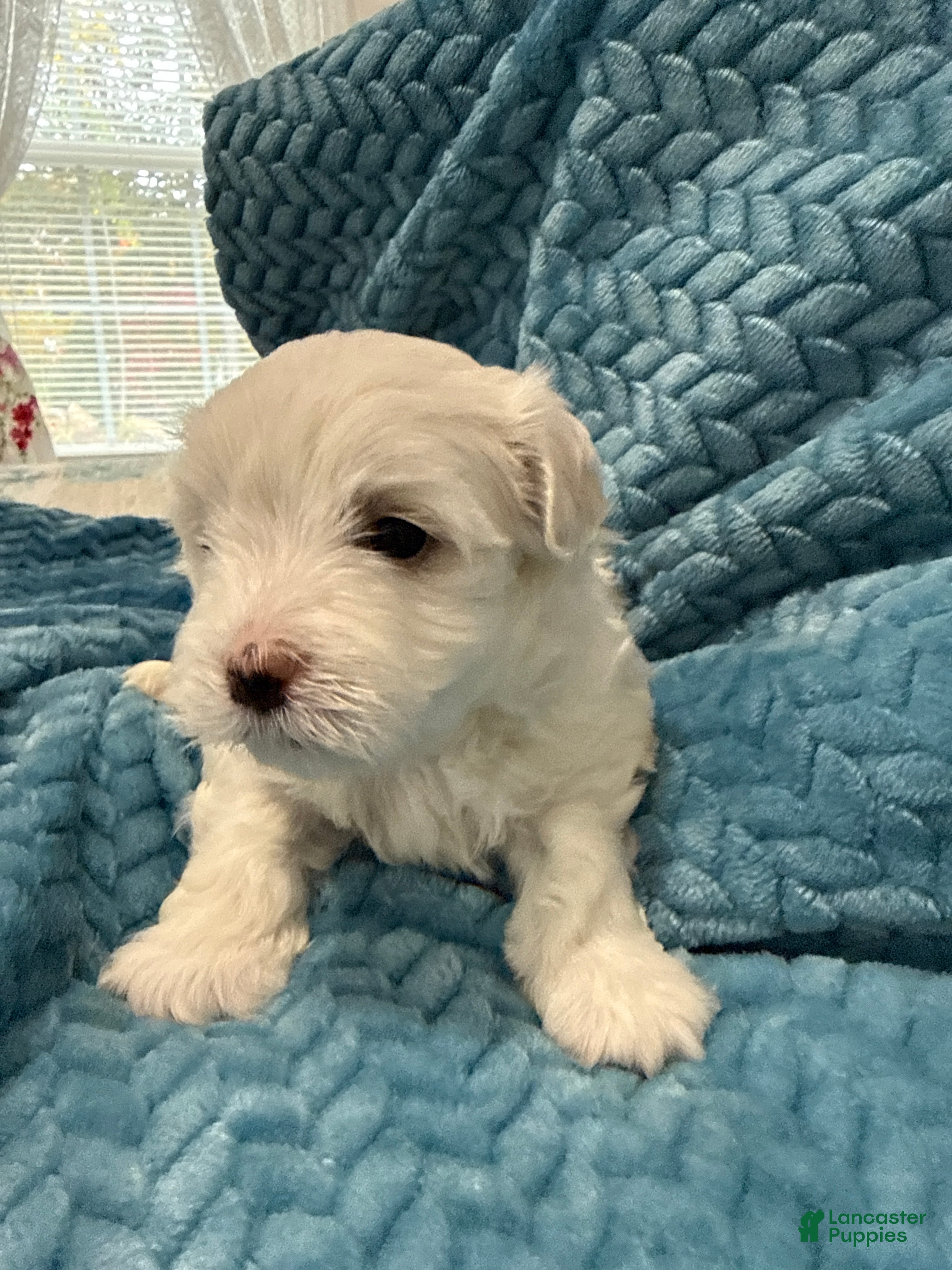 Maltese dogs for sale: Cuddles - Ad 1