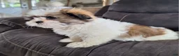 Shih Tzu dogs for sale: Lola - Ad 3