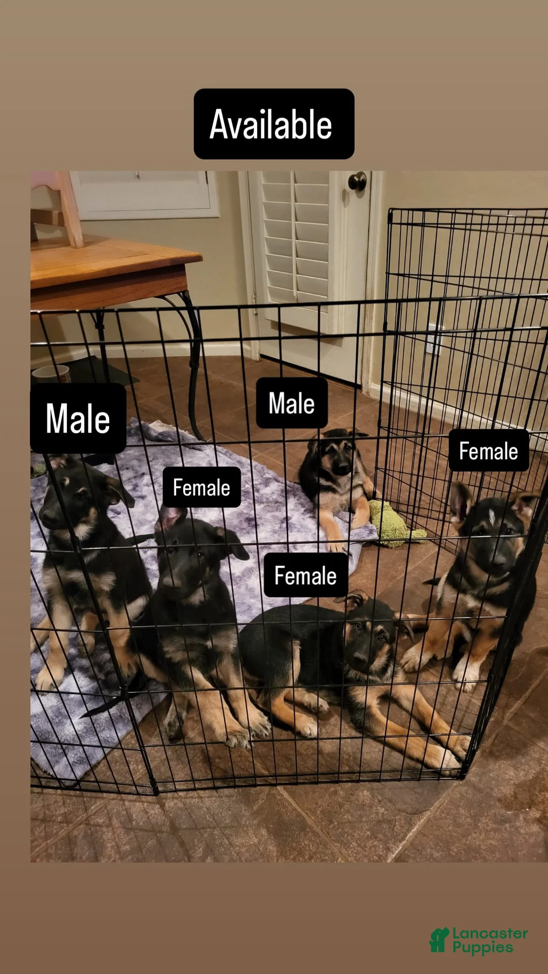 German Shepherd dogs for sale: German Shepherd Puppy 1 - Ad 3
