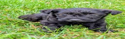 Mixed Breed dogs for sale: Chief - Ad 2
