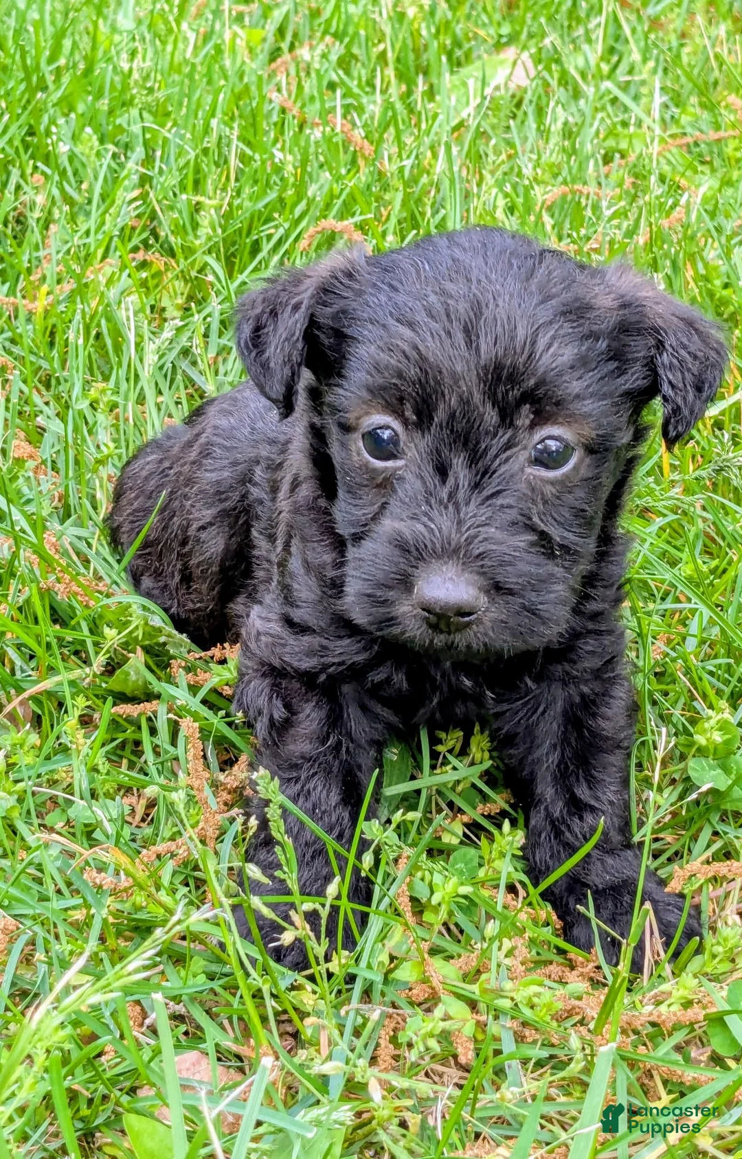 Mixed Breed dogs for sale: Chief - Ad 2