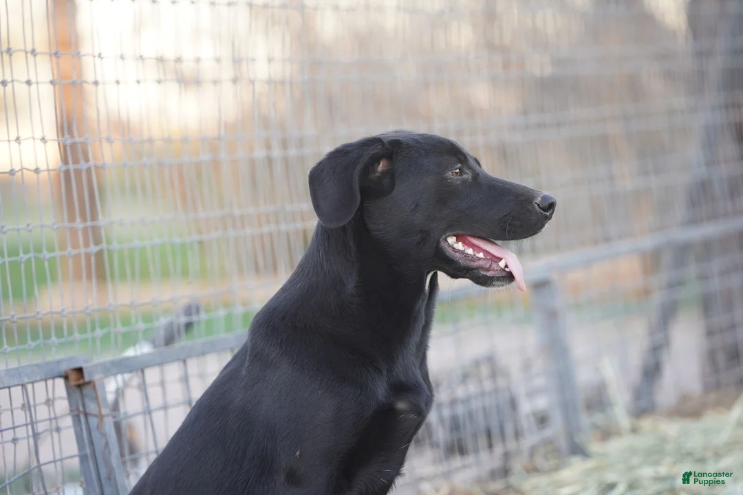 Mixed Breed dogs for sale: Jet Tiscar Farm Dog - Ad 53