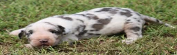 Great Dane dogs for sale: Great Dane 2 - Ad 3
