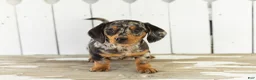 Miniature Dachshund dogs for sale: Otis  - Ad 3