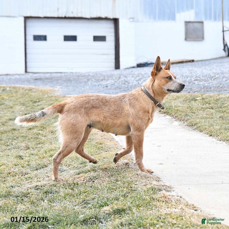 Australian Cattle Dog dogs Daisy - Ad 2