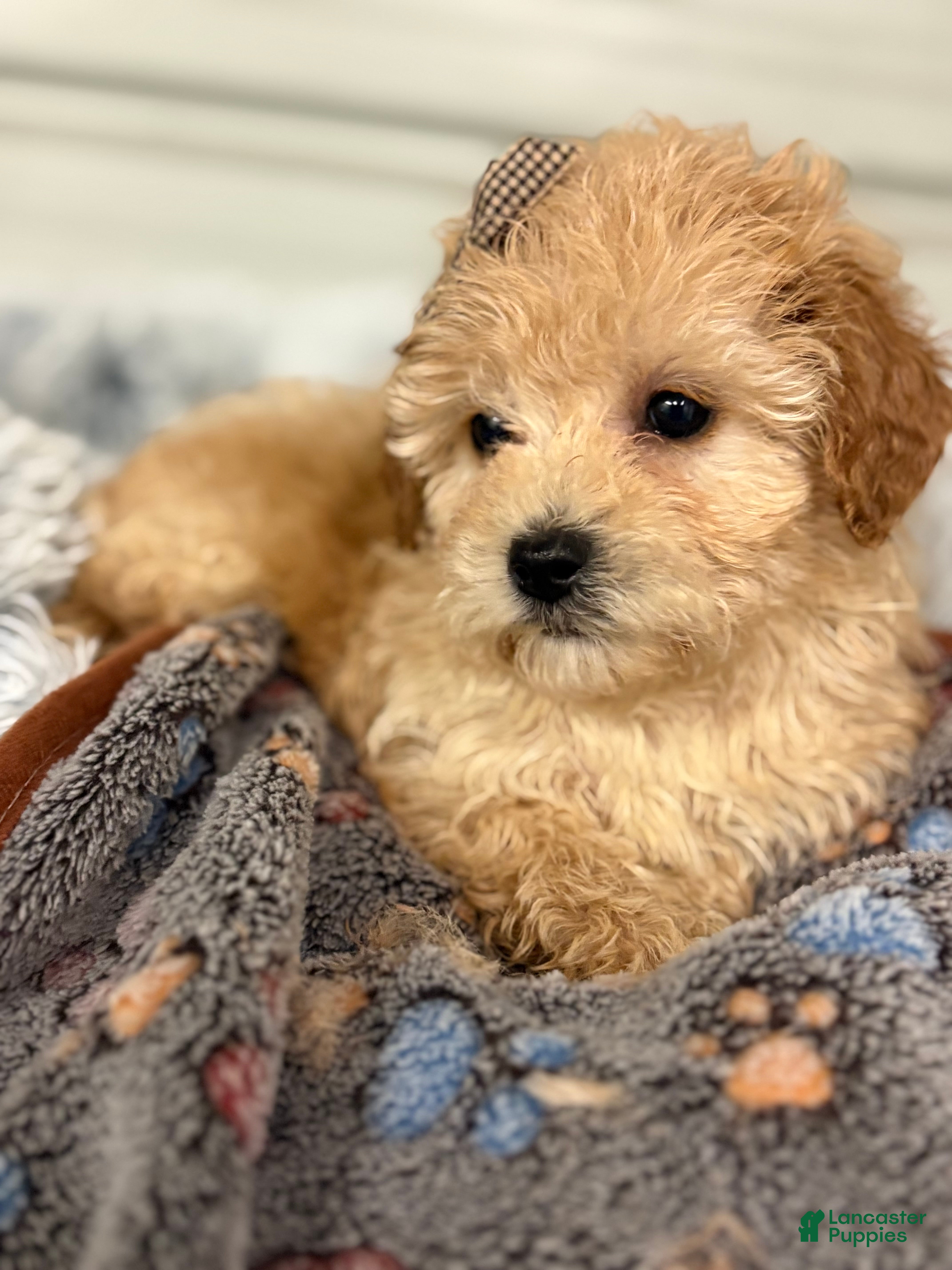 Bichpoo dogs Betty - Ad 30