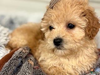 Bichpoo dogs Betty - Ad 30