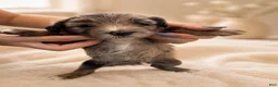Mixed Breed dogs for sale: Zeus - Ad 16