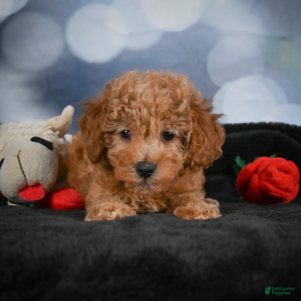 Cavapoo dogs Alice - Ad 2