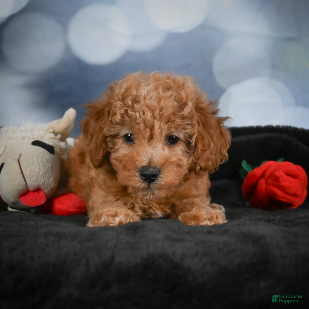Cavapoo dogs for sale: Alice - Ad 2