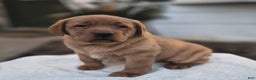 Labrador Retriever dogs for sale: Rosie - Ad 3