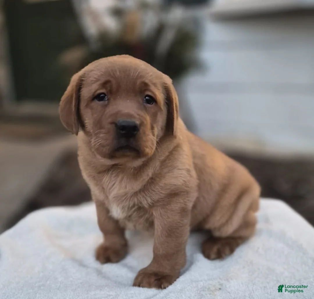 Labrador Retriever dogs for sale: Rosie - Ad 4