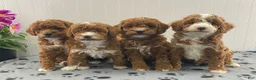 Miniature Poodle dogs for sale: Petey - Ad 6
