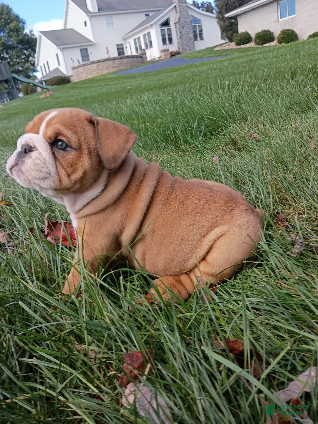 English Bulldog dogs for sale: Autumn  - Ad 6