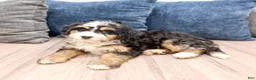 Mini Bernedoodle dogs for sale: Chloe - Ad 3
