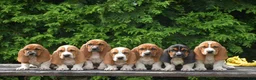 Basset Hound dogs for sale: Leanne - Ad 7