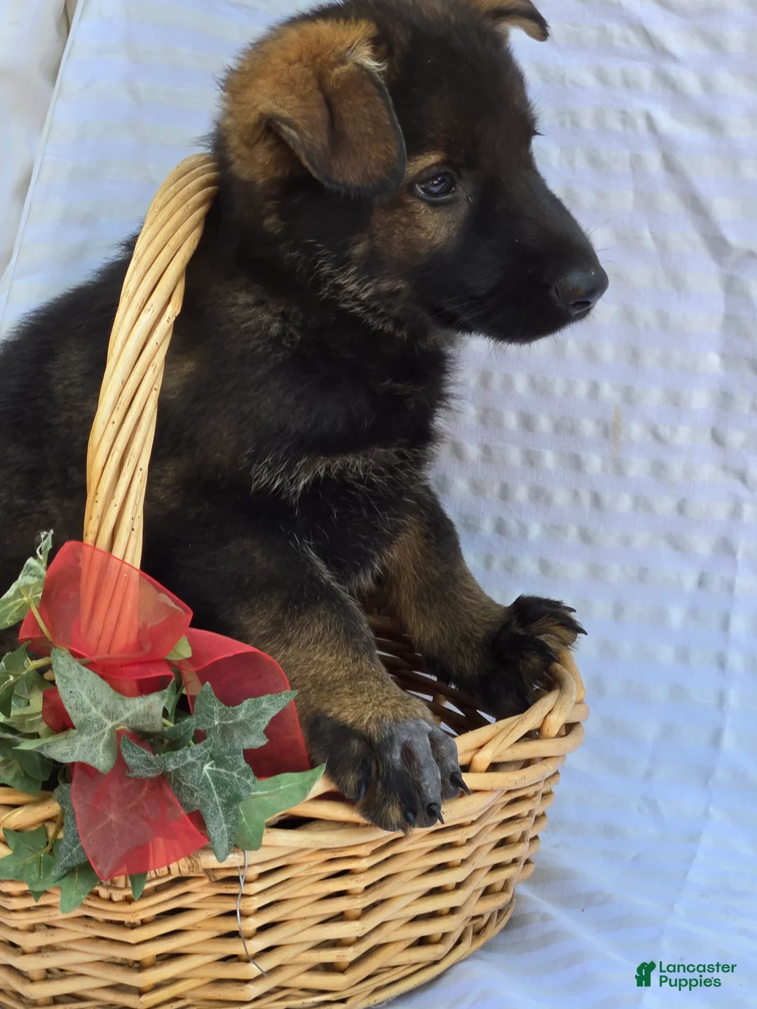 German Shepherd dogs for sale: German Shepherd 2 - Ad 3