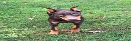Doberman Pinscher dogs for sale: Diesel - Ad 10