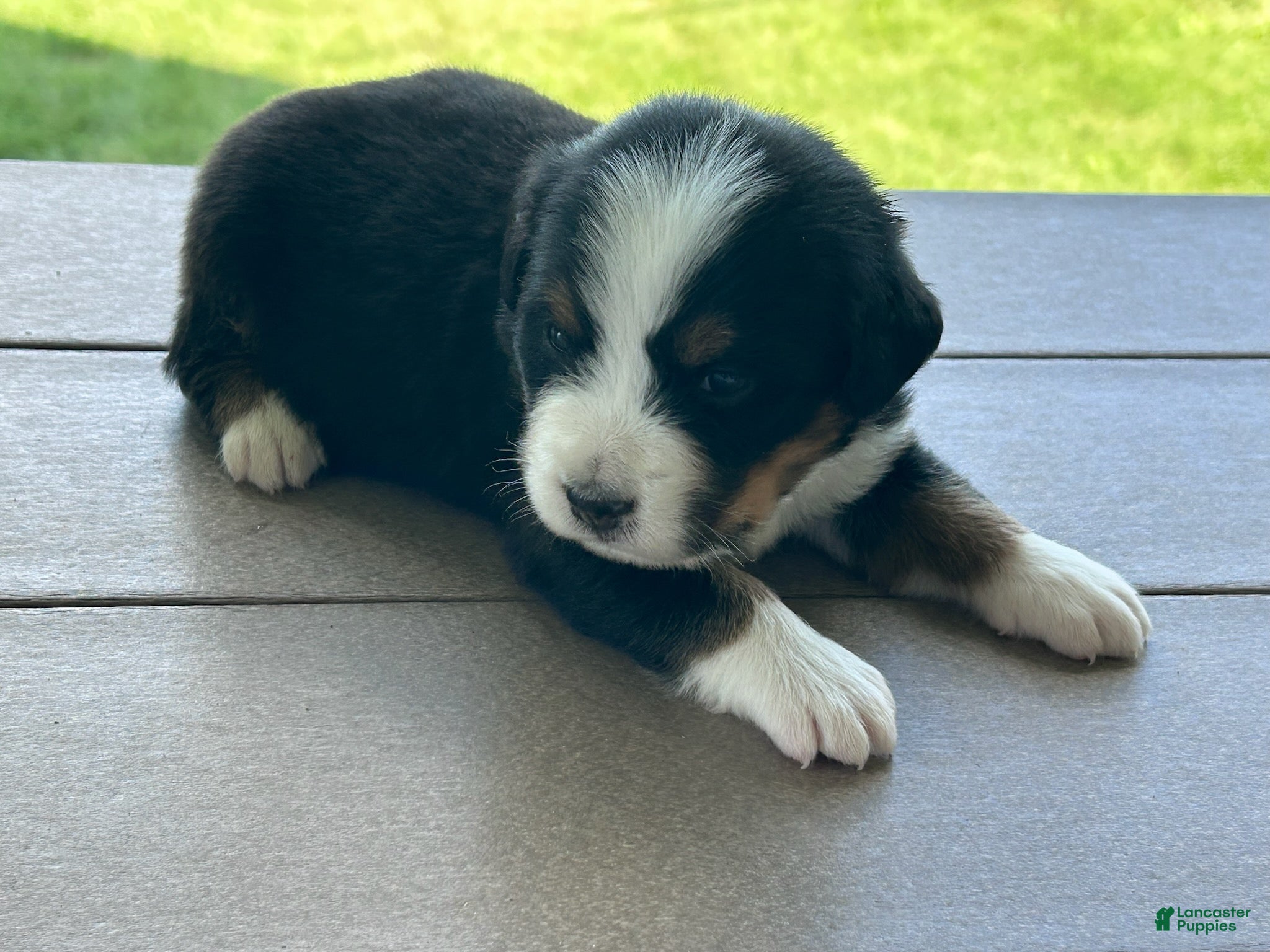 Bernese Mountain Dog dogs Gilbert - Ad 4
