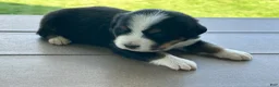 Bernese Mountain Dog dogs for sale: Gilbert - Ad 1