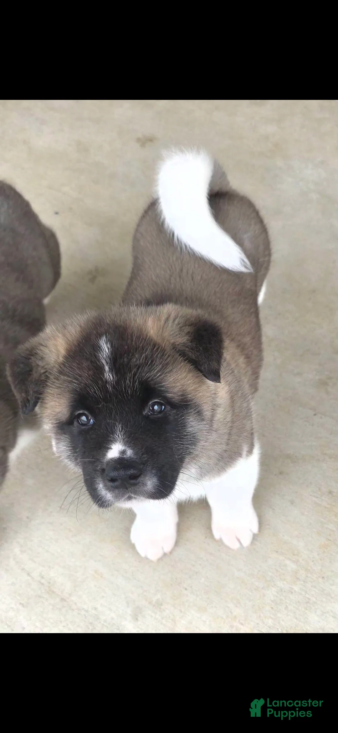 Akita dogs for sale: AKC Chance - Ad 6