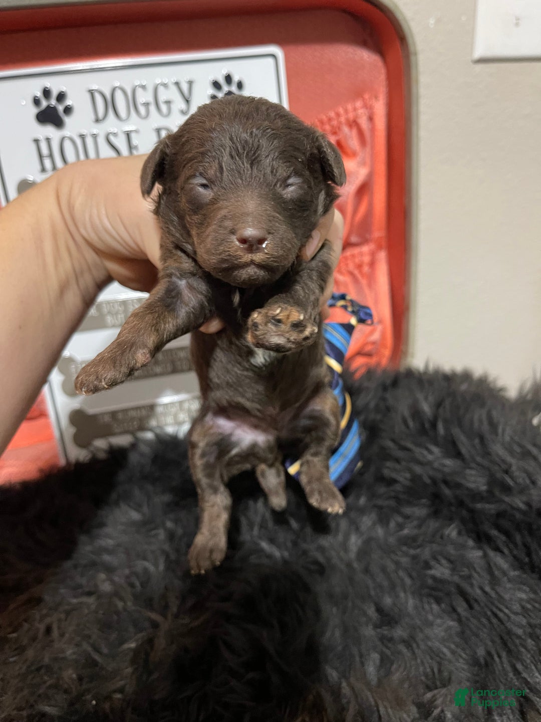 Miniature Poodle dogs for sale: Akc Clear Chocolate Phantom Boy 2 - Ad 24