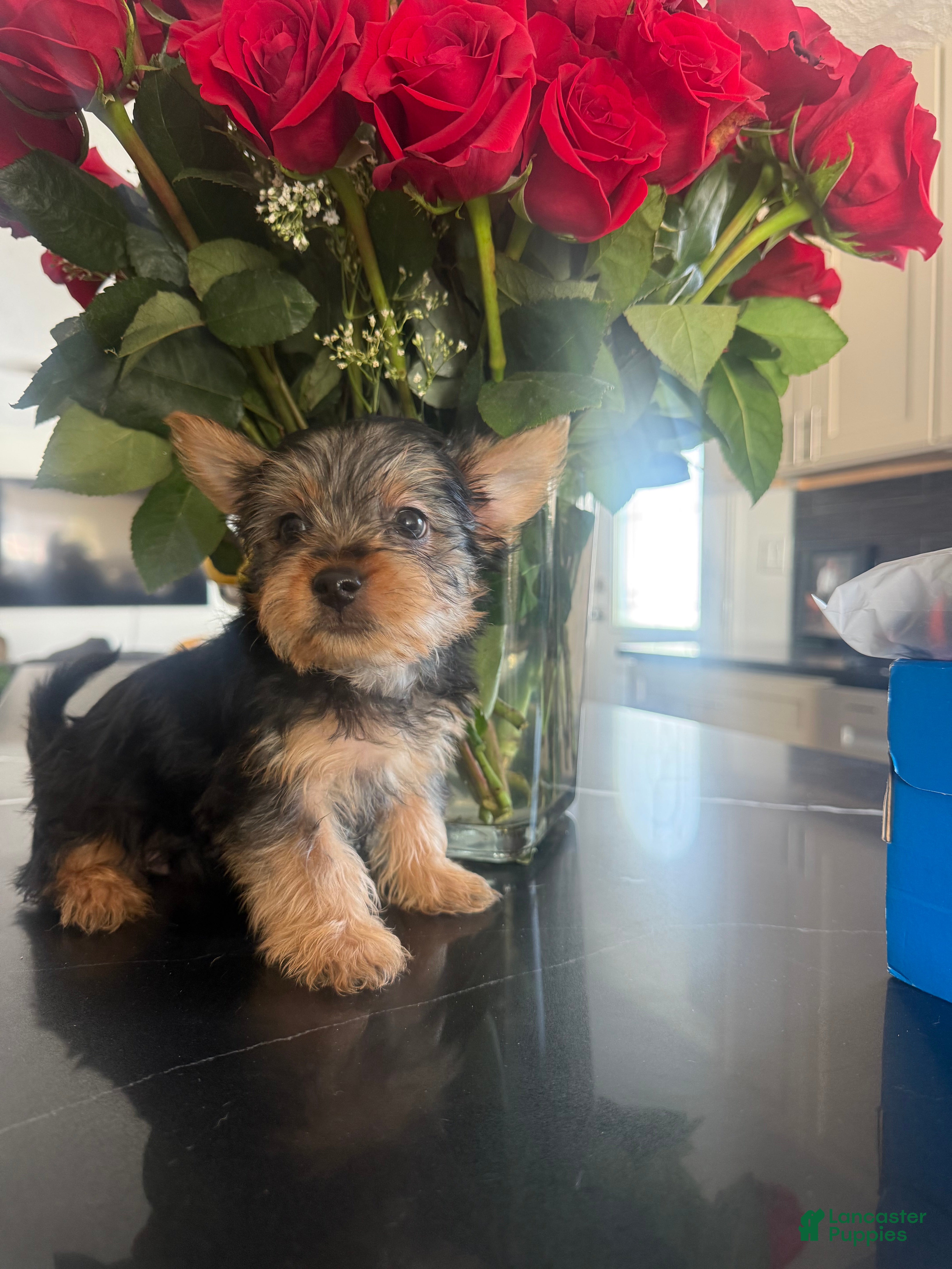 Silky Terrier dogs Silky Terrier Puppy 2 - Ad 4