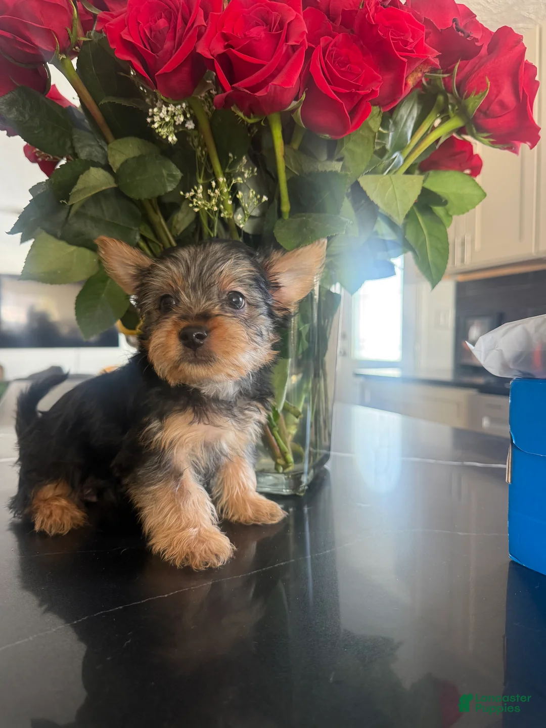 Silky Terrier dogs for sale: Silky Terrier Puppy 2 - Ad 1