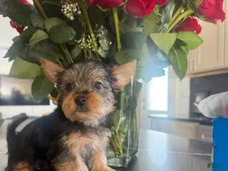 Silky Terrier dogs Silky Terrier Puppy 2 - Ad 4