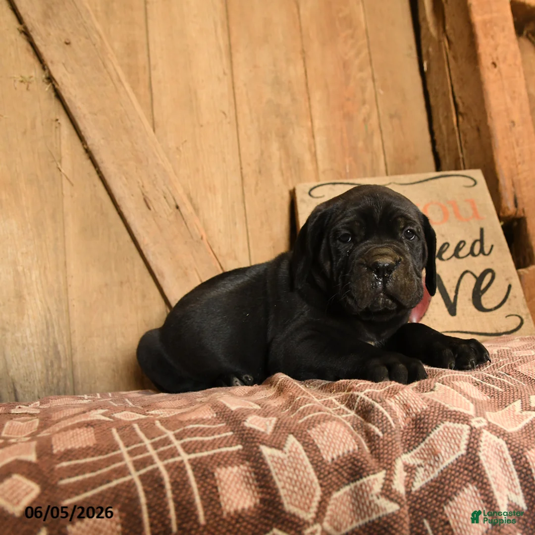 Cane Corso dogs for sale: Ranger - Ad 2