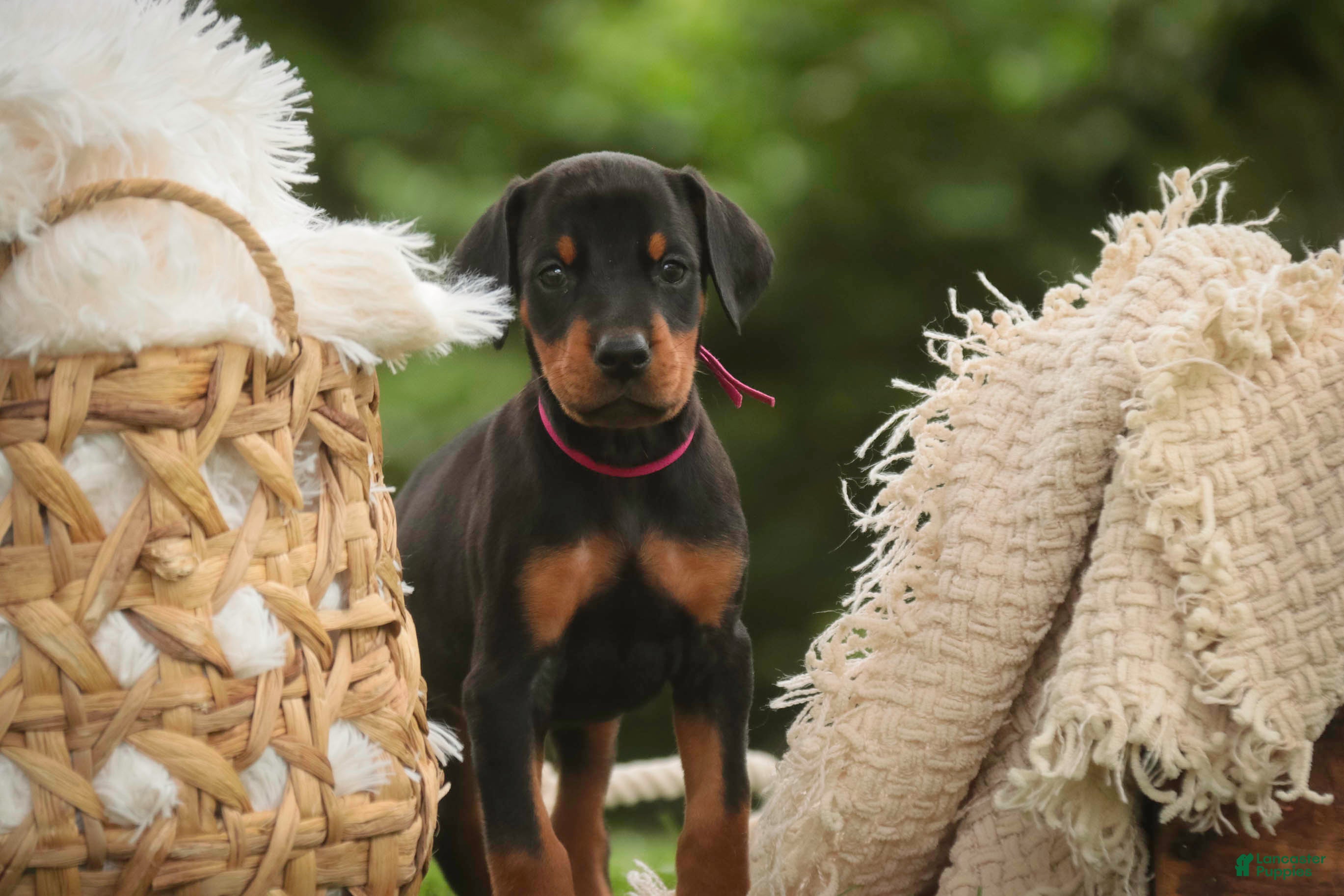 Doberman Pinscher dogs for sale: Delphine - Ad 9