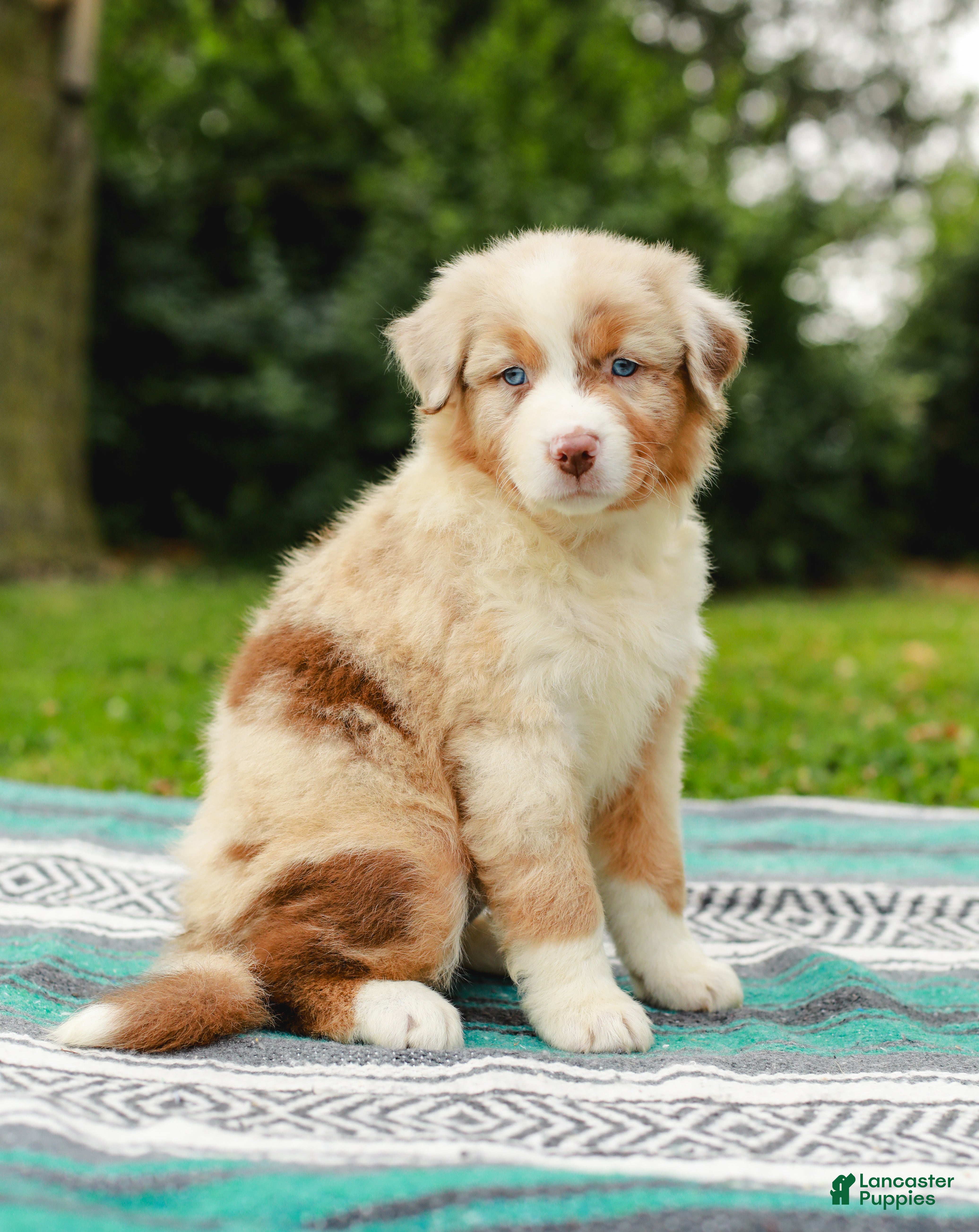 Australian Shepherd dogs Cassie - Ad 1