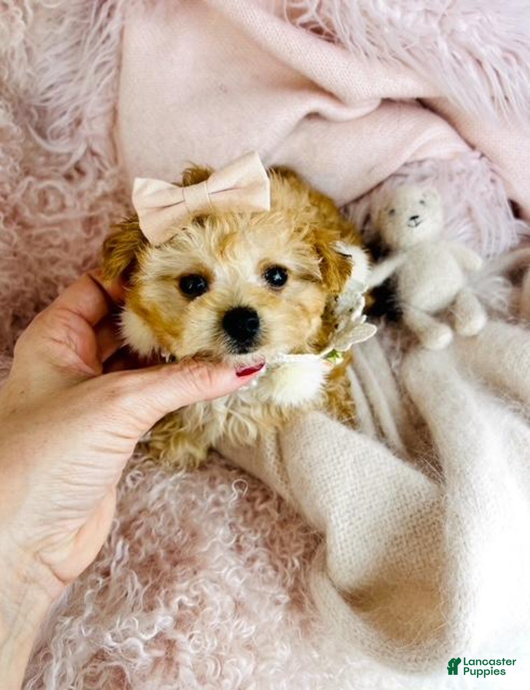 Toy Poodle dogs for sale: Toy Poodle Puppy 1 - Ad 3