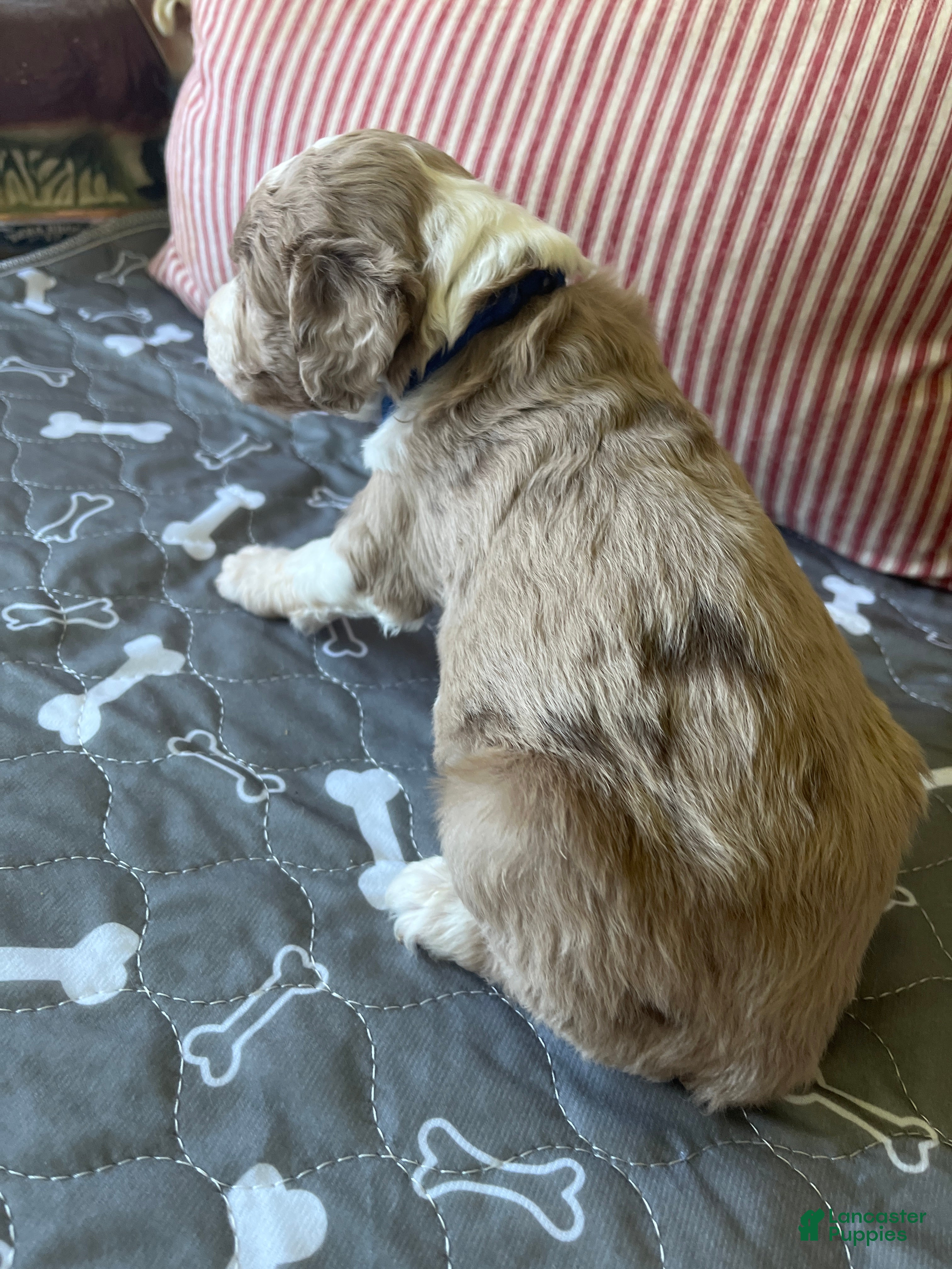 Aussiedoodle (Aussiedoodle, Male) in Rosedale, VA