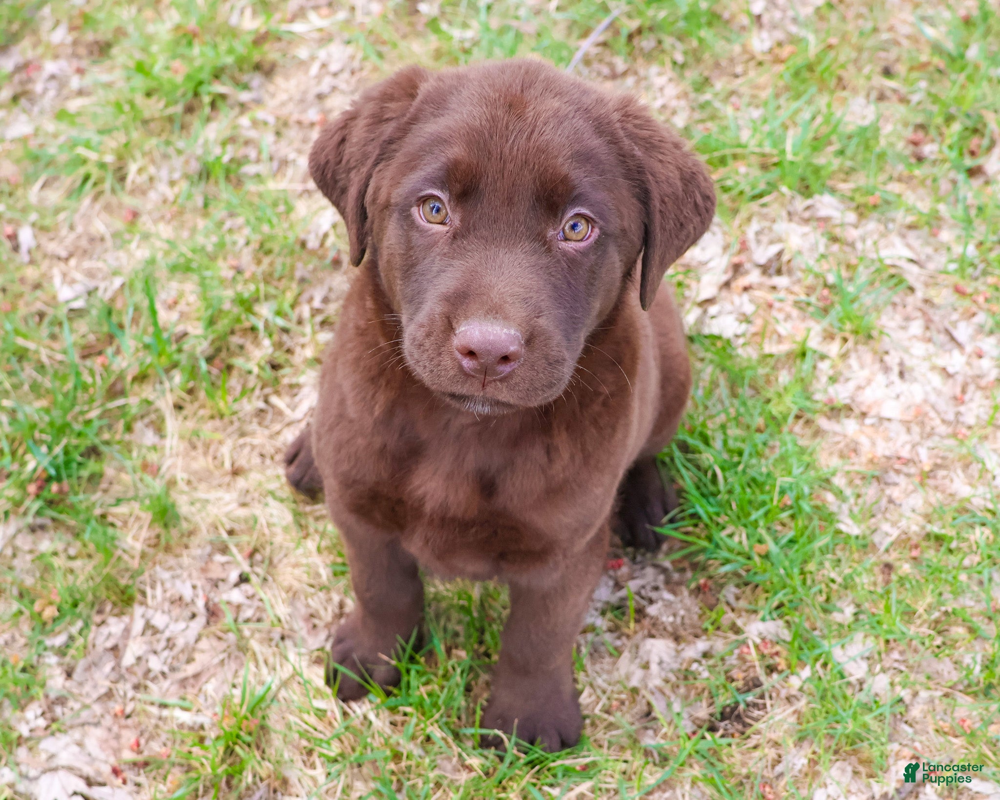 Labrador Retriever dogs Mac - Ad 31