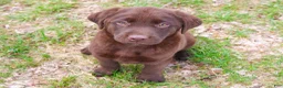 Labrador Retriever dogs for sale: Mac - Ad 1