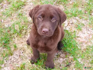 Labrador Retriever dogs Mac - Ad 31