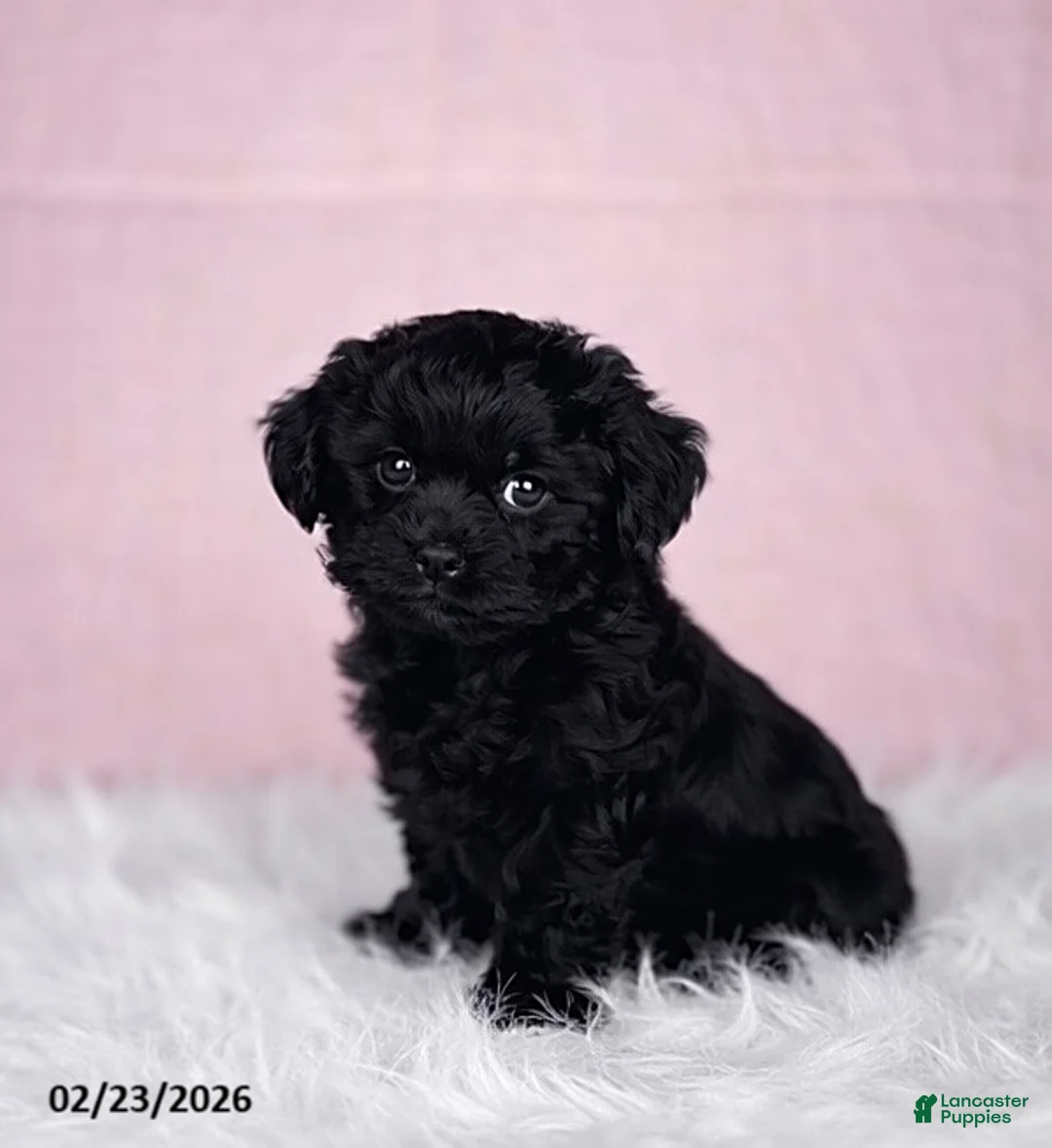 Mixed Breed dogs for sale: Millie - Ad 2