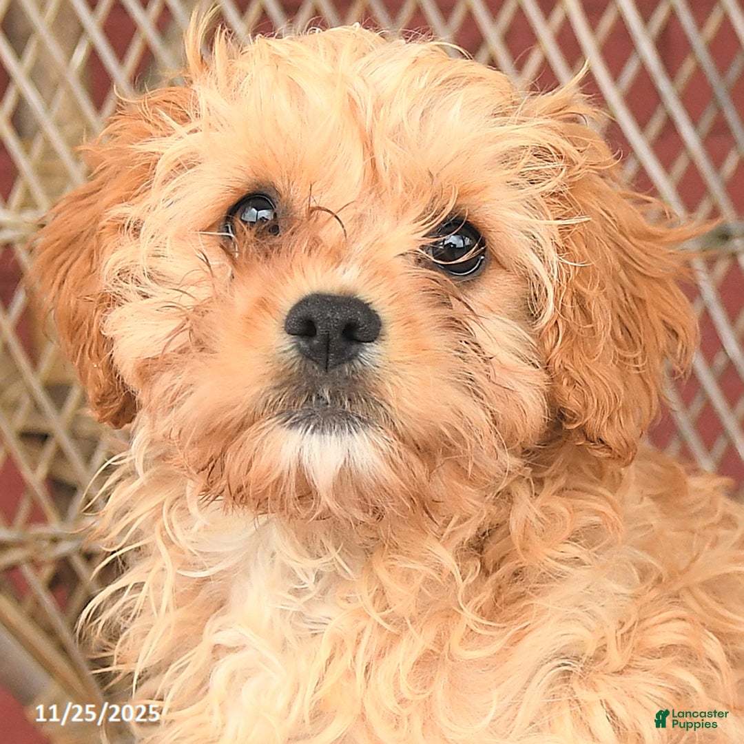 Cavapoo dogs for sale: Dickie - Ad 5