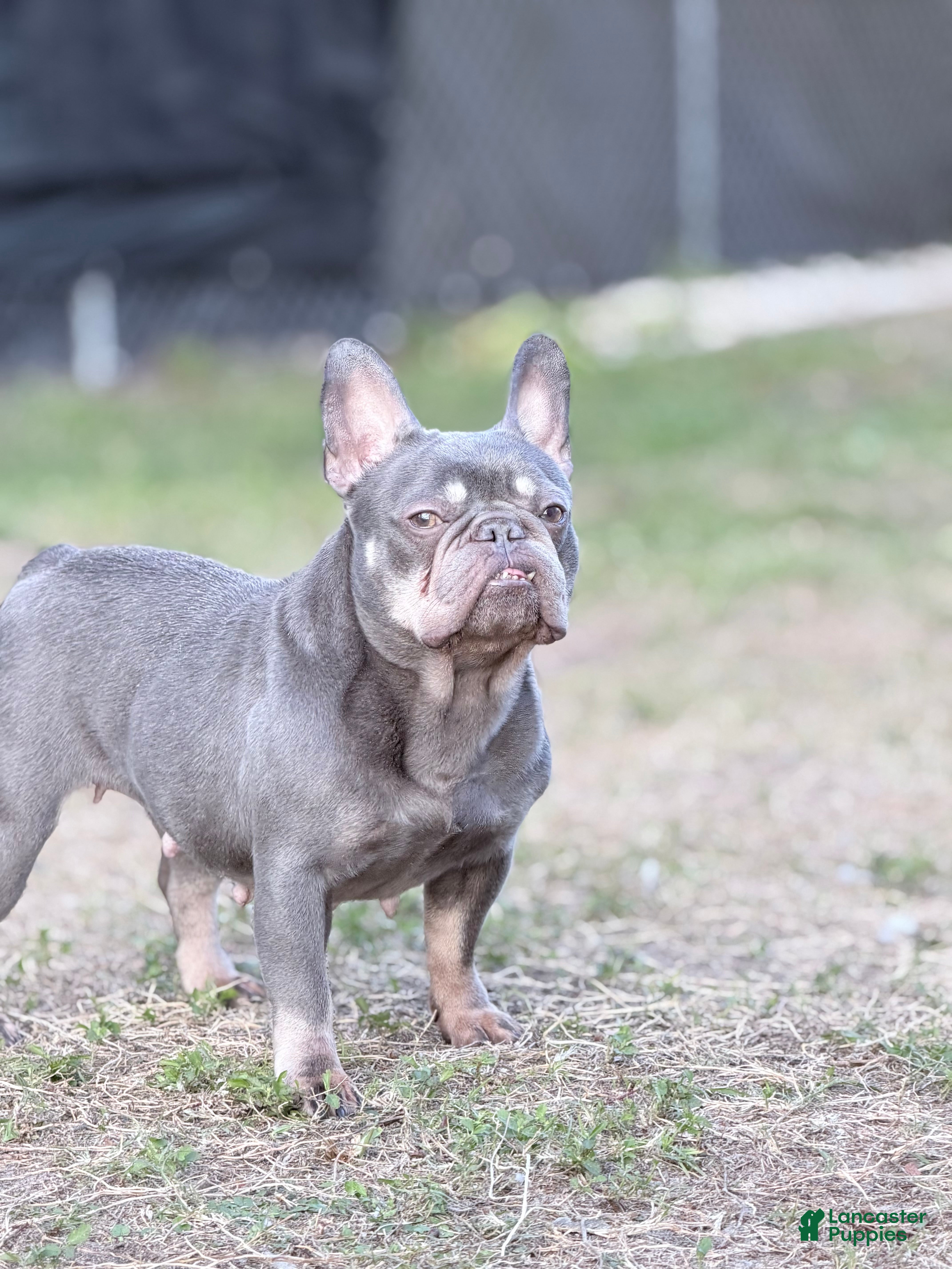 French Bulldog dogs sage - Ad 29
