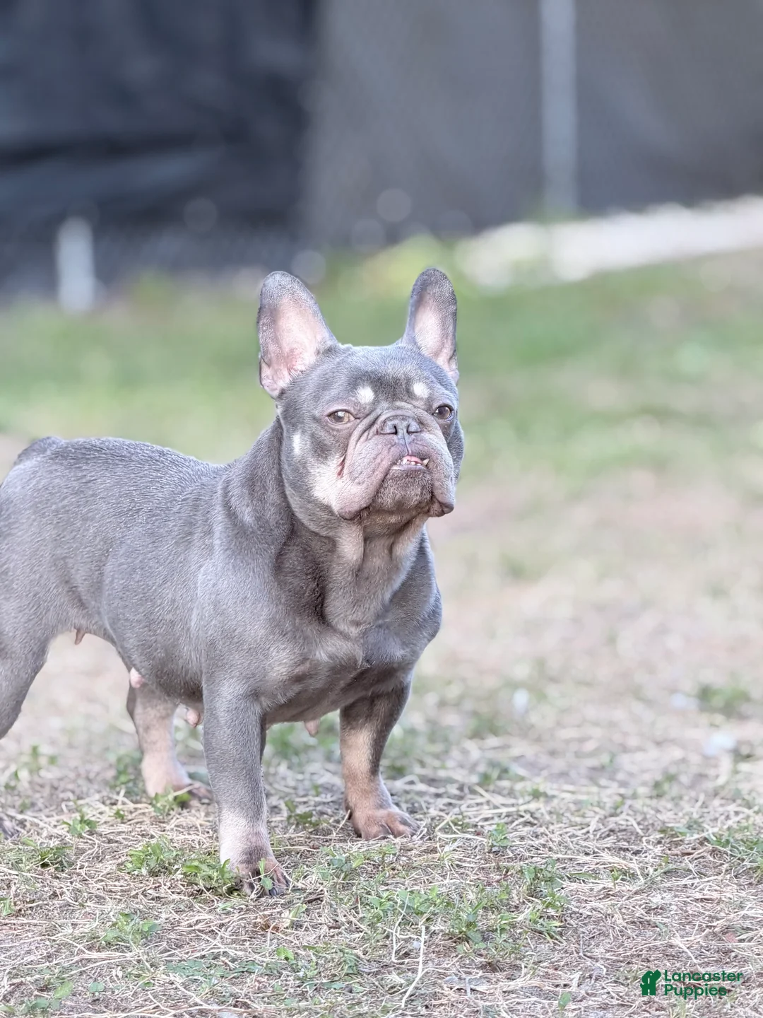 French Bulldog dogs for sale: sage - Ad 1