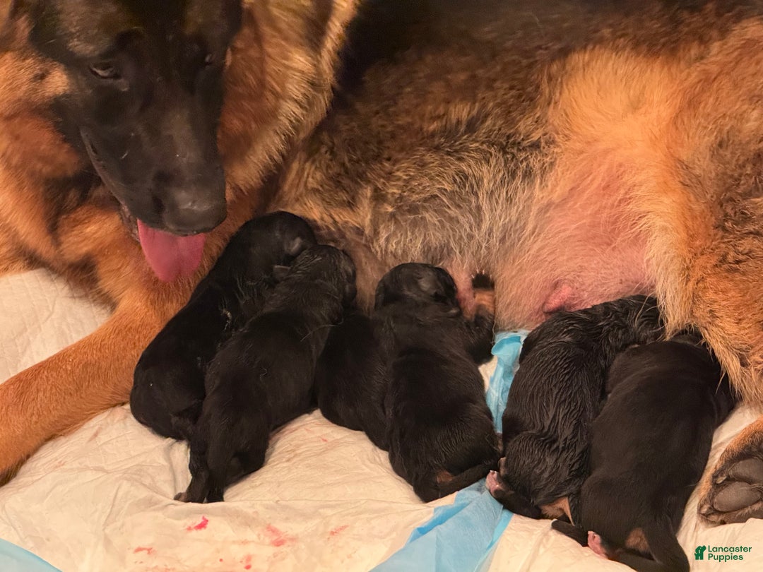 German Shepherd dogs for sale: German Shepherd Puppy 1 - Ad 1