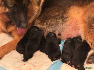 German Shepherd dogs for sale: German Shepherd Puppy 1 - Ad 3